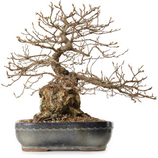 Carpinus coreana, 38 cm, ± 25 jaar oud