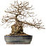 Carpinus coreana, 38 cm, ± 25 ans, avec un nebari de 15 cm
