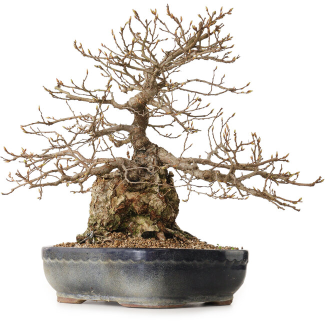 Carpinus coreana, 38 cm, ± 25 years old, with a nebari of 15 cm