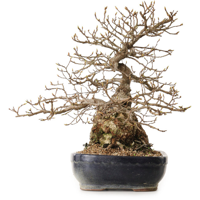 Carpinus coreana, 38 cm, ± 25 años, con un nebari de 15 cm