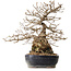 Carpinus coreana, 38 cm, ± 25 ans, avec un nebari de 15 cm