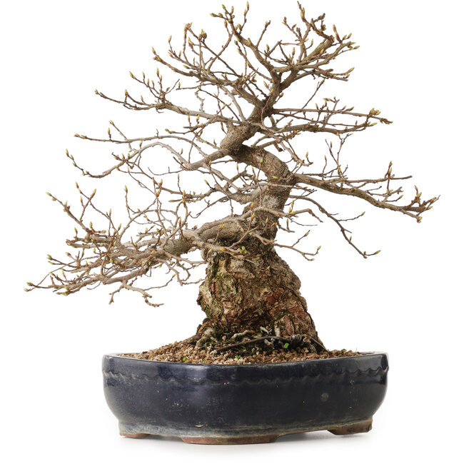 Carpinus coreana, 38 cm, ± 25 anni, con nebari di 15 cm