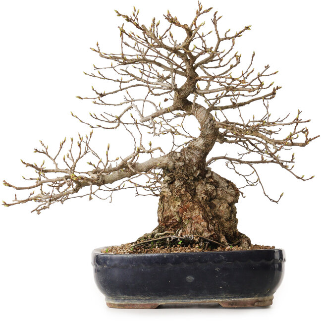 Carpinus coreana, 38 cm, ± 25 años, con un nebari de 15 cm