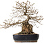 Carpinus coreana, 38 cm, ± 25 anni, con nebari di 15 cm