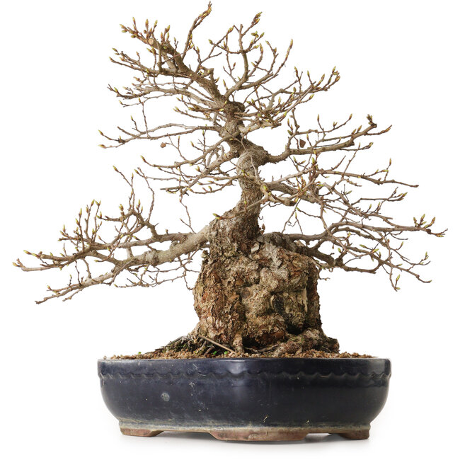 Carpinus coreana, 38 cm, ± 25 ans, avec un nebari de 15 cm