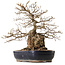 Carpinus coreana, 38 cm, ± 25 anni, con nebari di 15 cm