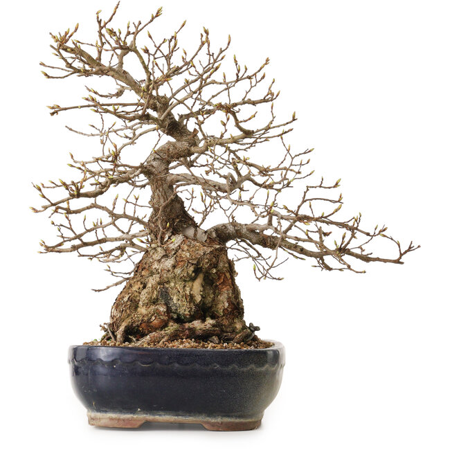 Carpinus coreana, 38 cm, ± 25 Jahre alt, mit einem Nebari von 15 cm