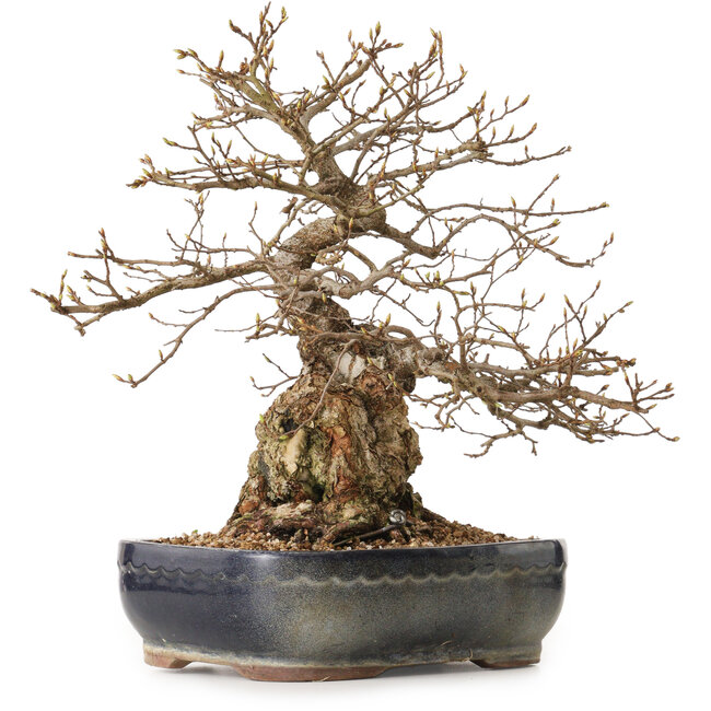 Carpinus coreana, 38 cm, ± 25 anni, con nebari di 15 cm