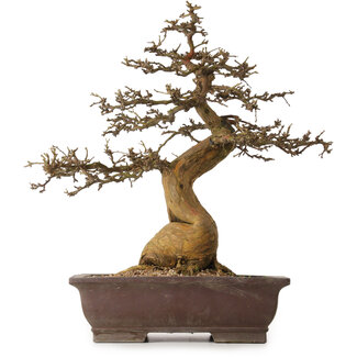 Morus, 53 cm, ± 20 jaar oud