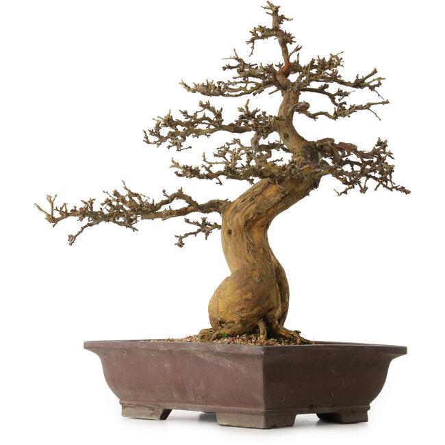 Morus, 53 cm, ± 20 jaar oud, met een nebari van 25 cm