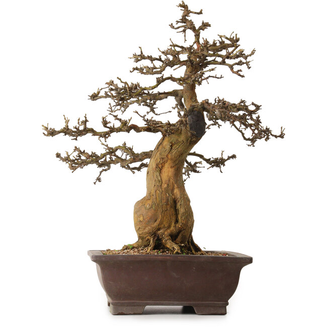 Morus, 53 cm, ± 20 years old, with a nebari of 25 cm