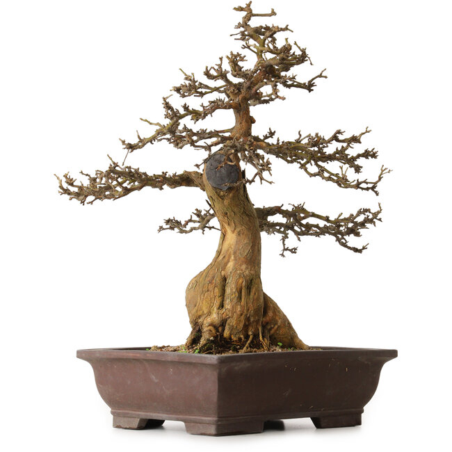 Morus, 53 cm, ± 20 years old, with a nebari of 25 cm