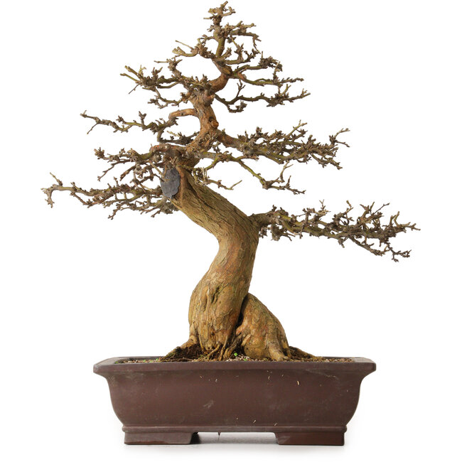 Morus, 53 cm, ± 20 jaar oud, met een nebari van 25 cm