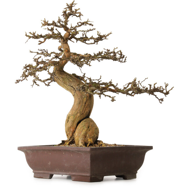 Morus, 53 cm, ± 20 jaar oud, met een nebari van 25 cm