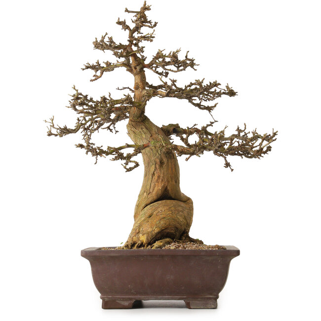 Morus, 53 cm, ± 20 jaar oud, met een nebari van 25 cm