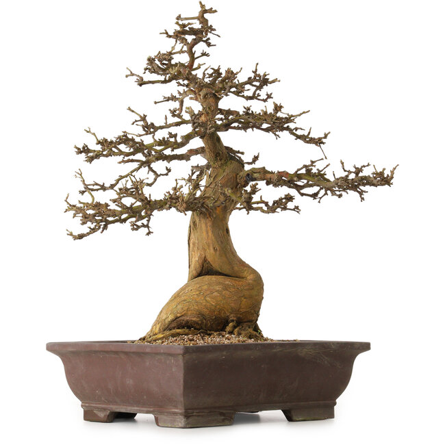 Morus, 53 cm, ± 20 years old, with a nebari of 25 cm