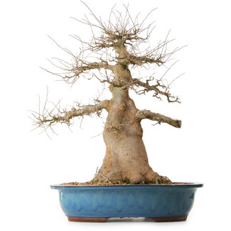 Celtis sinensis, 57 cm, ± 25 años de edad