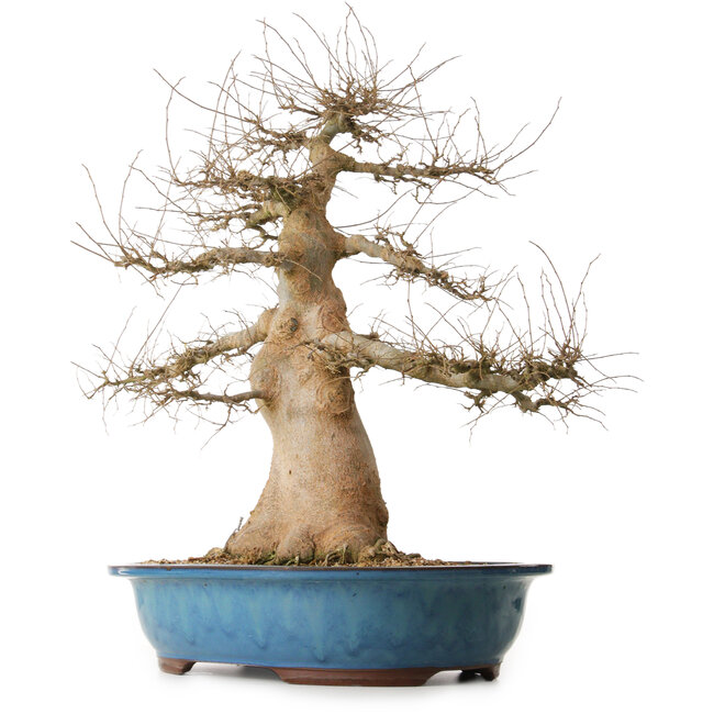 Celtis sinensis, 57 cm, ± 25 jaar oud, met een nebari van 24 cm