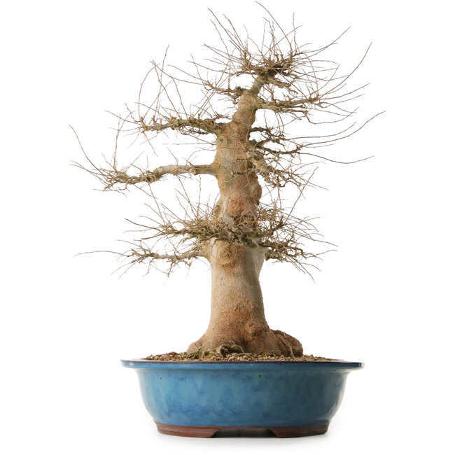 Celtis sinensis, 57 cm, ± 25 years old, with a nebari of 24 cm