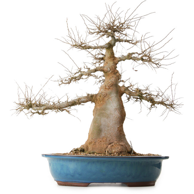 Celtis sinensis, 57 cm, ± 25 years old, with a nebari of 24 cm