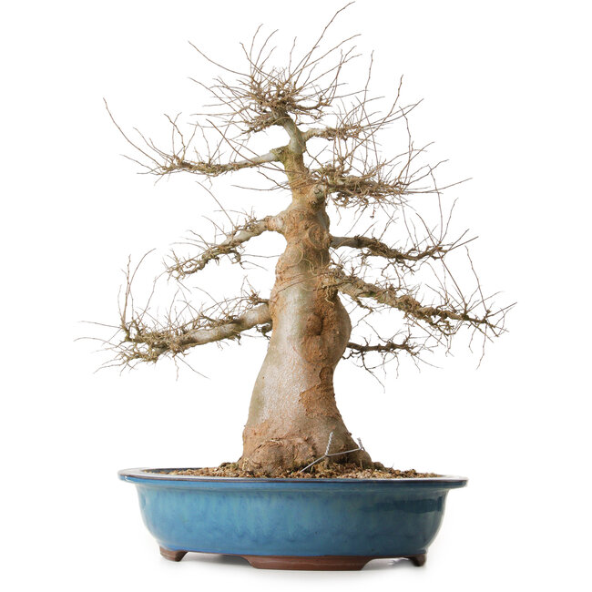 Celtis sinensis, 57 cm, ± 25 anni, con un nebari di 24 cm