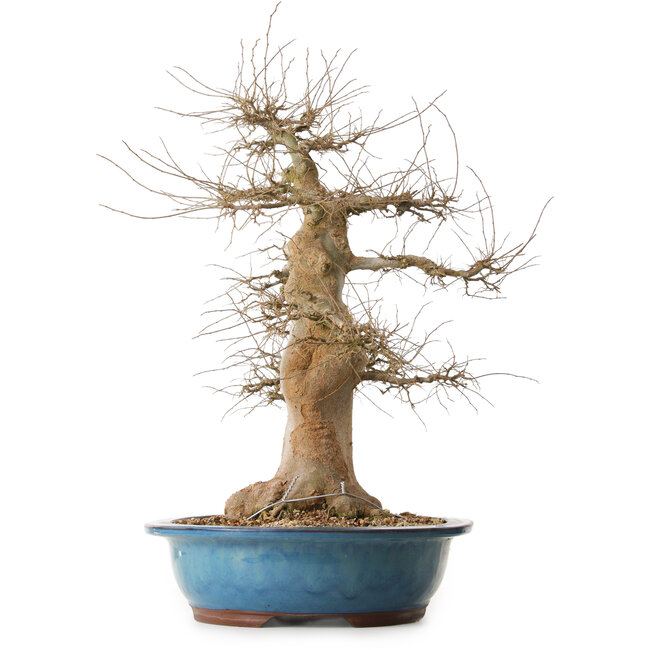 Celtis sinensis, 57 cm, ± 25 years old, with a nebari of 24 cm