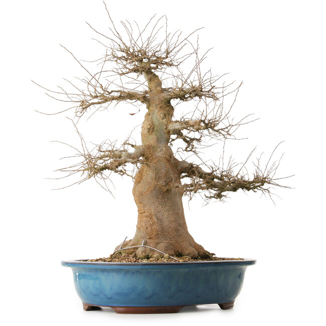 Celtis sinensis, 57 cm, ± 25 años de edad, con un nebari de 24 cm