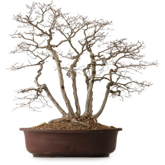 Carpinus coreana, 70 cm, ± 25 Jahre alt
