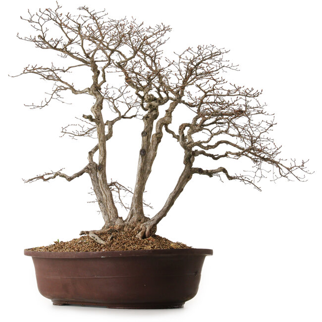 Carpinus coreana, 70 cm, ± 25 years old, with a nebari of 30 cm