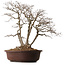 Carpinus coreana, 70 cm, ± 25 anni, con nebari di 30 cm