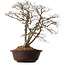 Carpinus coreana, 70 cm, ± 25 years old, with a nebari of 30 cm
