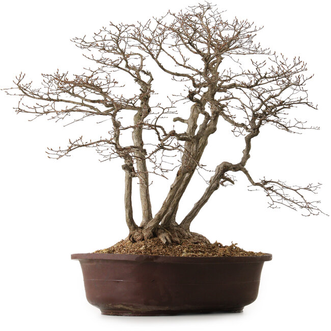 Carpinus coreana, 70 cm, ± 25 years old, with a nebari of 30 cm
