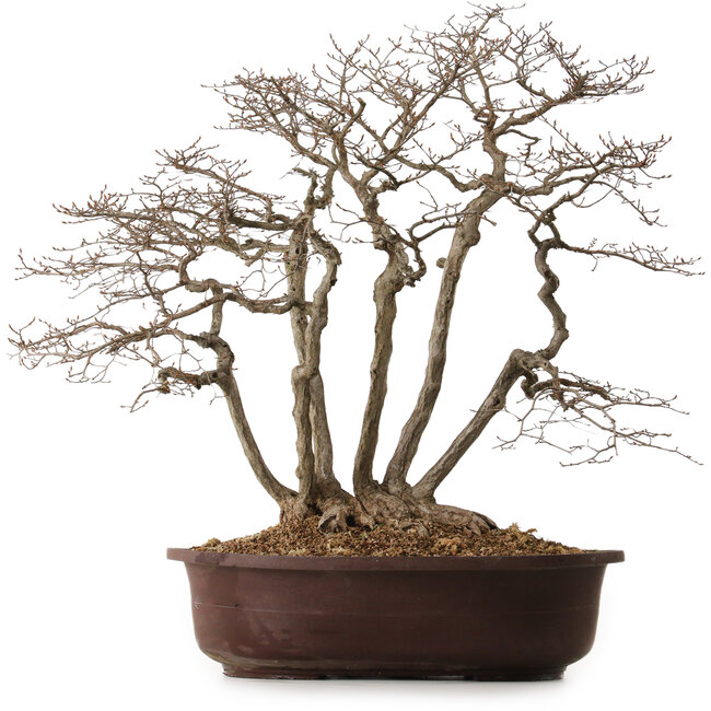 Carpinus coreana, 70 cm, ± 25 años, con un nebari de 30 cm