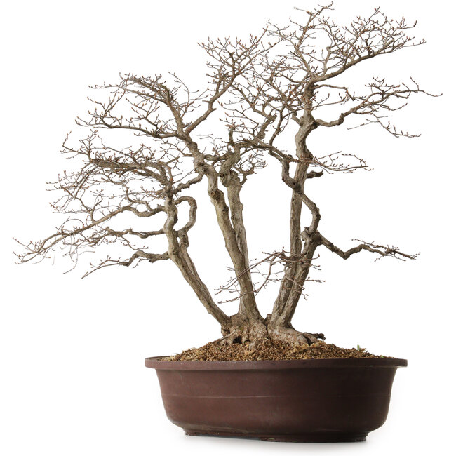 Carpinus coreana, 70 cm, ± 25 jaar oud, met een nebari van 30 cm