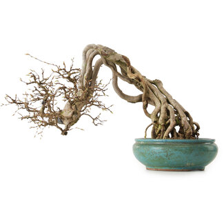 Carpinus coreana, 97 cm, ± 30 years old