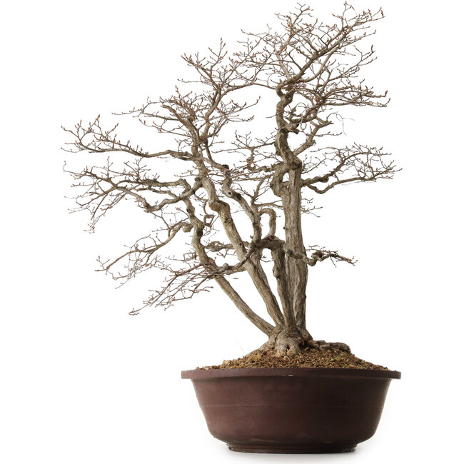 Carpinus coreana, 70 cm, ± 25 jaar oud, met een nebari van 30 cm