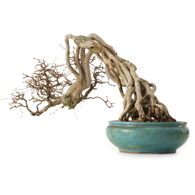 Carpinus coreana, 97 cm, ± 30 Jahre alt