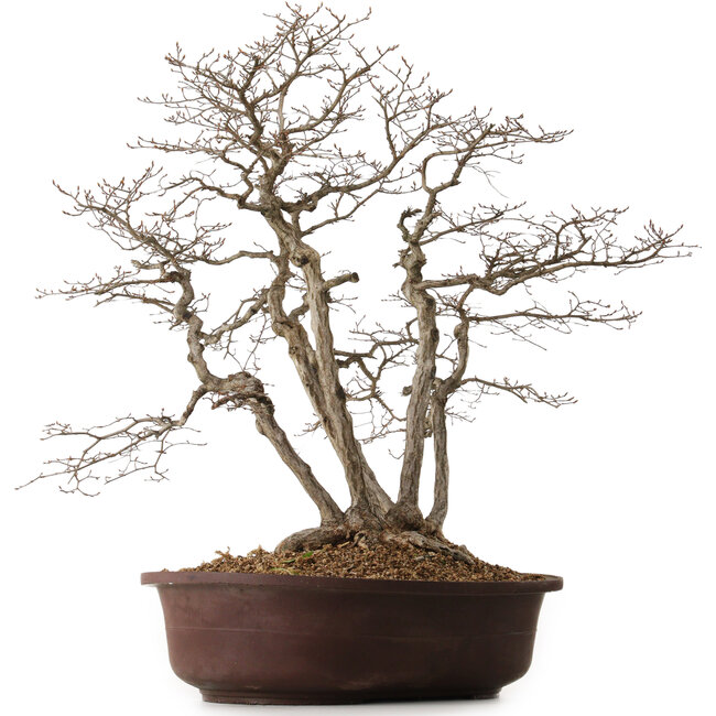 Carpinus coreana, 70 cm, ± 25 anni, con nebari di 30 cm