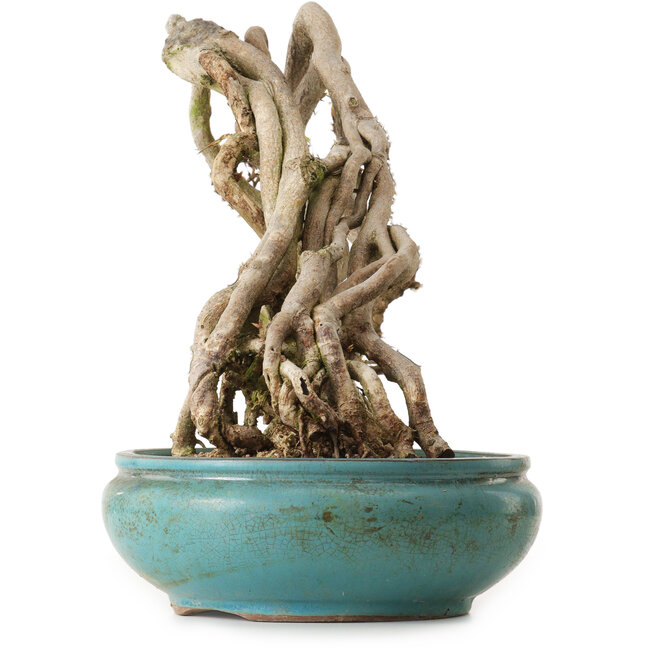 Carpinus coreana, 97 cm, ± 30 jaar oud