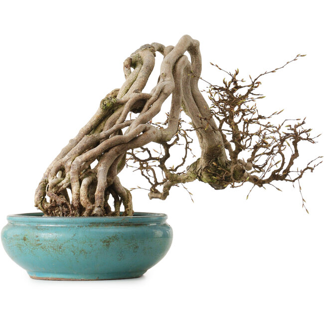 Carpinus coreana, 97 cm, ± 30 anni