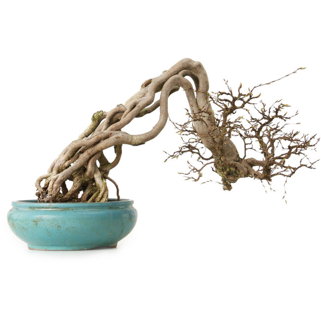 Carpinus coreana, 97 cm, ± 30 años