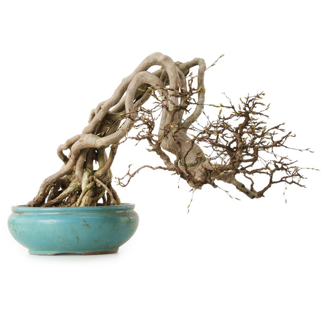 Carpinus coreana, 97 cm, ± 30 jaar oud