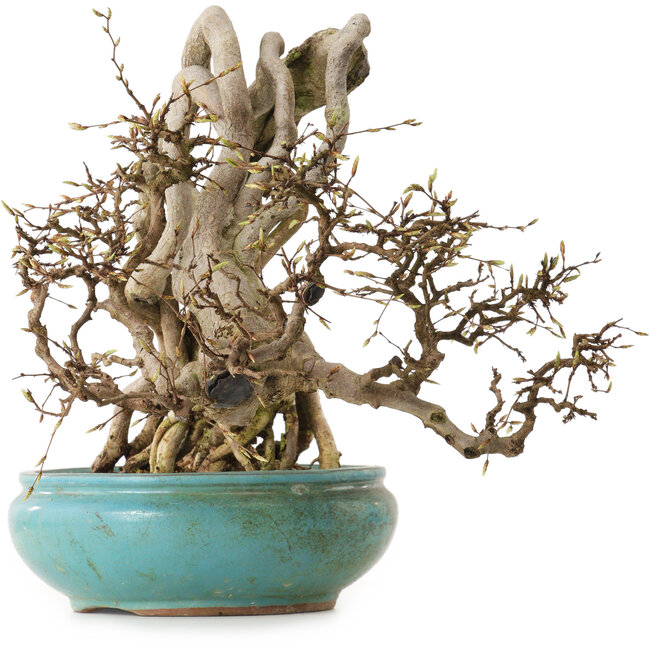 Carpinus coreana, 97 cm, ± 30 years old