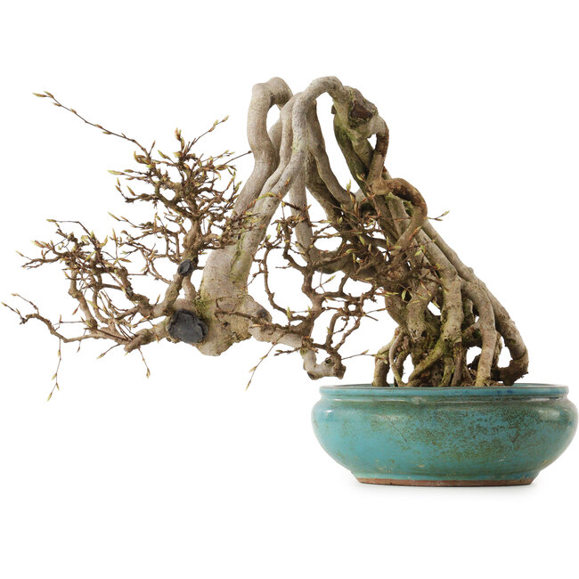 Carpinus coreana, 97 cm, ± 30 Jahre alt