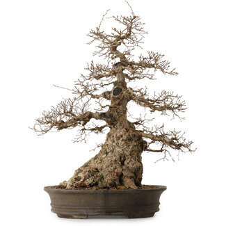 Carpinus coreana, 76 cm, ± 35 jaar oud