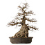 Carpinus coreana, 76 cm, ± 35 ans, avec un nebari de 41 cm