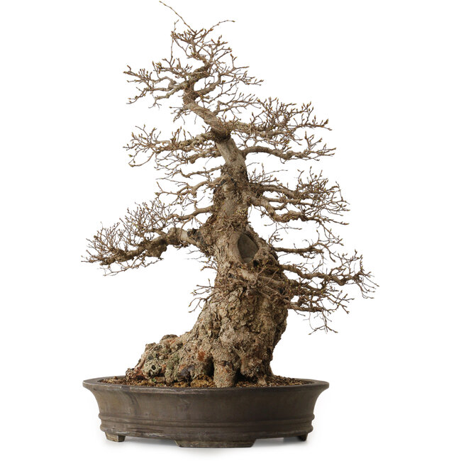 Carpinus coreana, 76 cm, ± 35 ans, avec un nebari de 41 cm