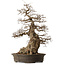 Carpinus coreana, 76 cm, ± 35 ans, avec un nebari de 41 cm