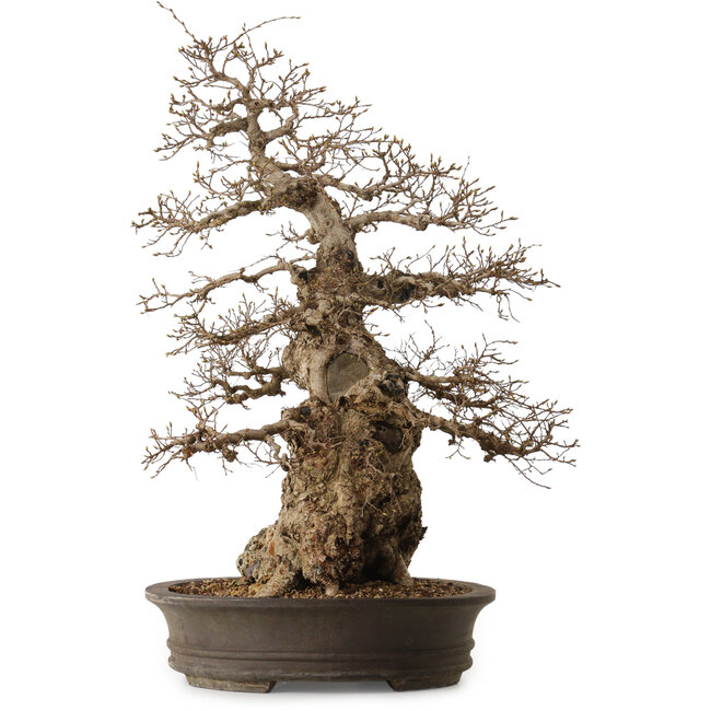 Carpinus coreana, 76 cm, ± 35 years old, with a nebari of 41 cm