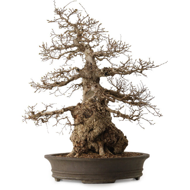 Carpinus coreana, 76 cm, ± 35 ans, avec un nebari de 41 cm